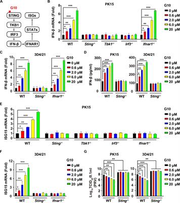 The Human-Specific STING Agonist G10 Activates Type I Interferon and the NLRP3 Inflammasome in Porcine Cells